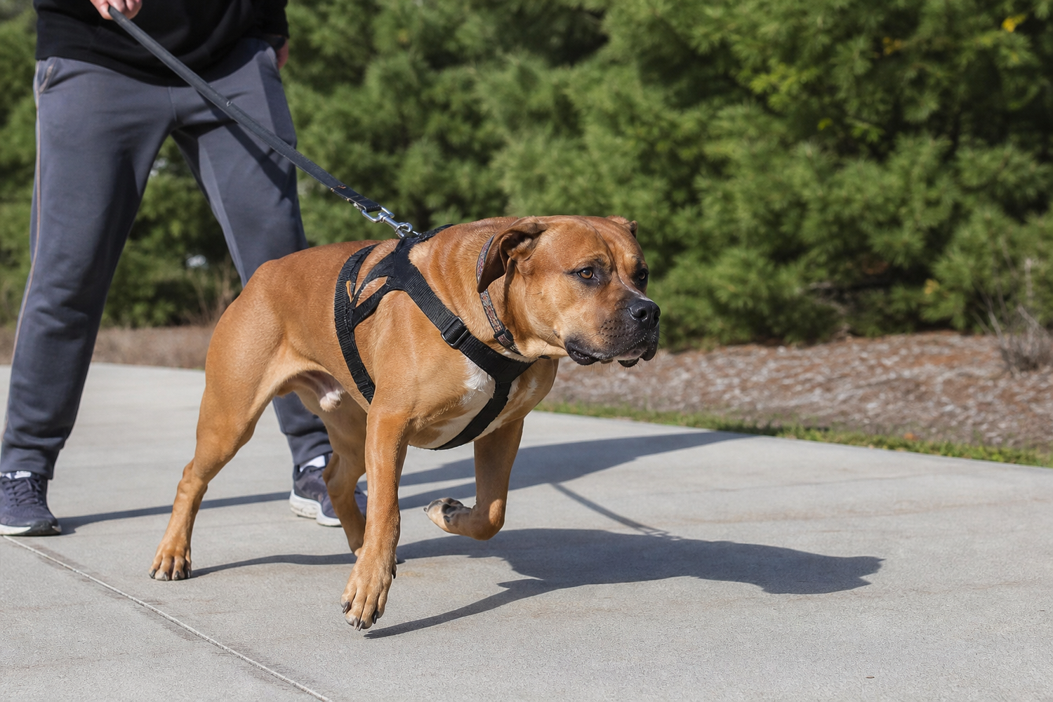 How to Stop Dog From Pulling on Leash Easy Fixes That Work