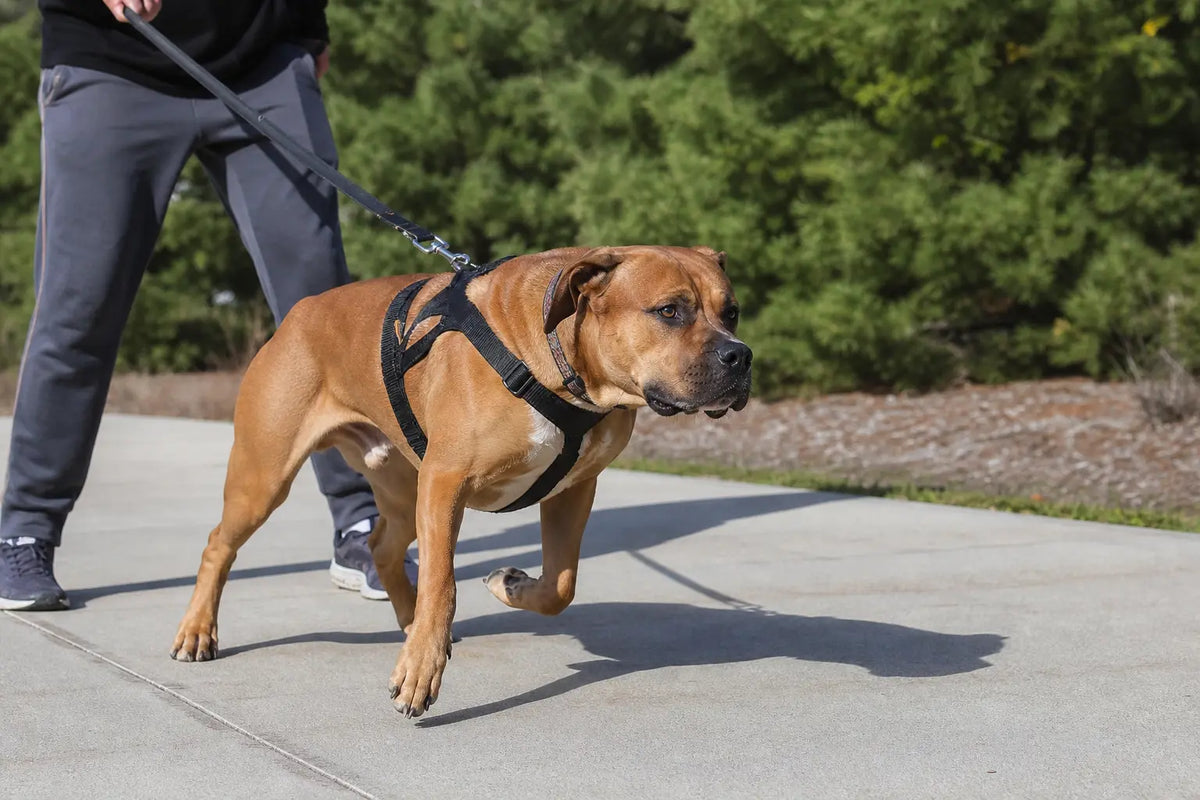 How to Stop Dog From Pulling on Leash Easy Fixes That Work