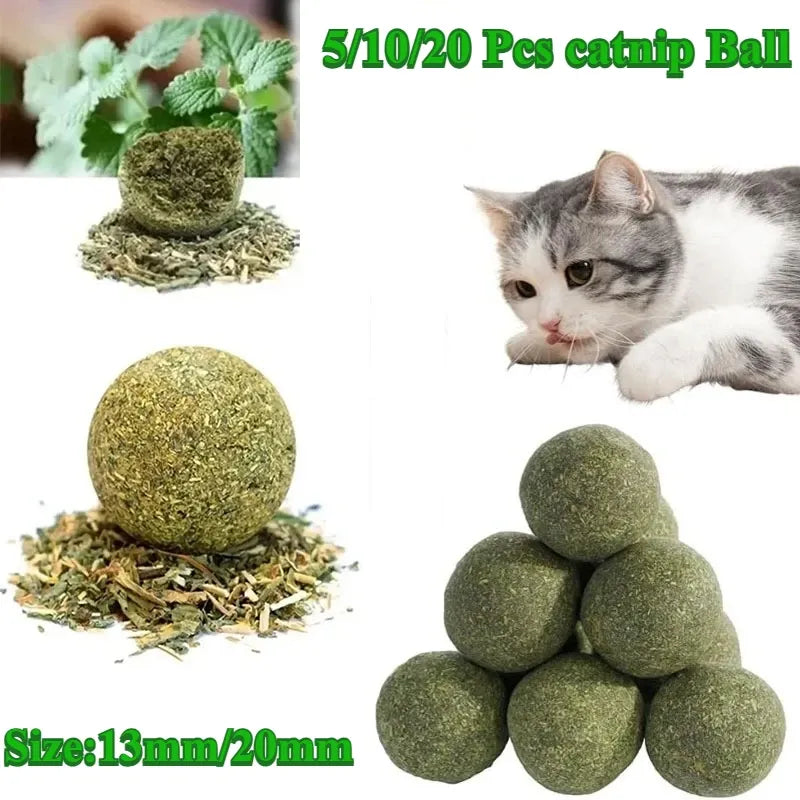 5 Fun Ways to Boost Your Cat’s Playtime & Digestion with Mad Cat Wall Ball