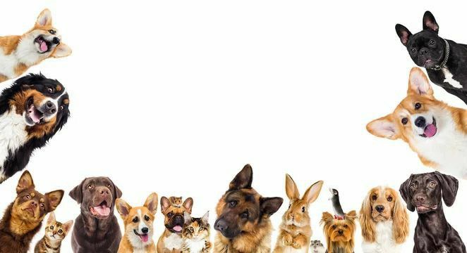 Why Dog & Dog,Dog In Dog Is Trending Among Pet Lovers Now