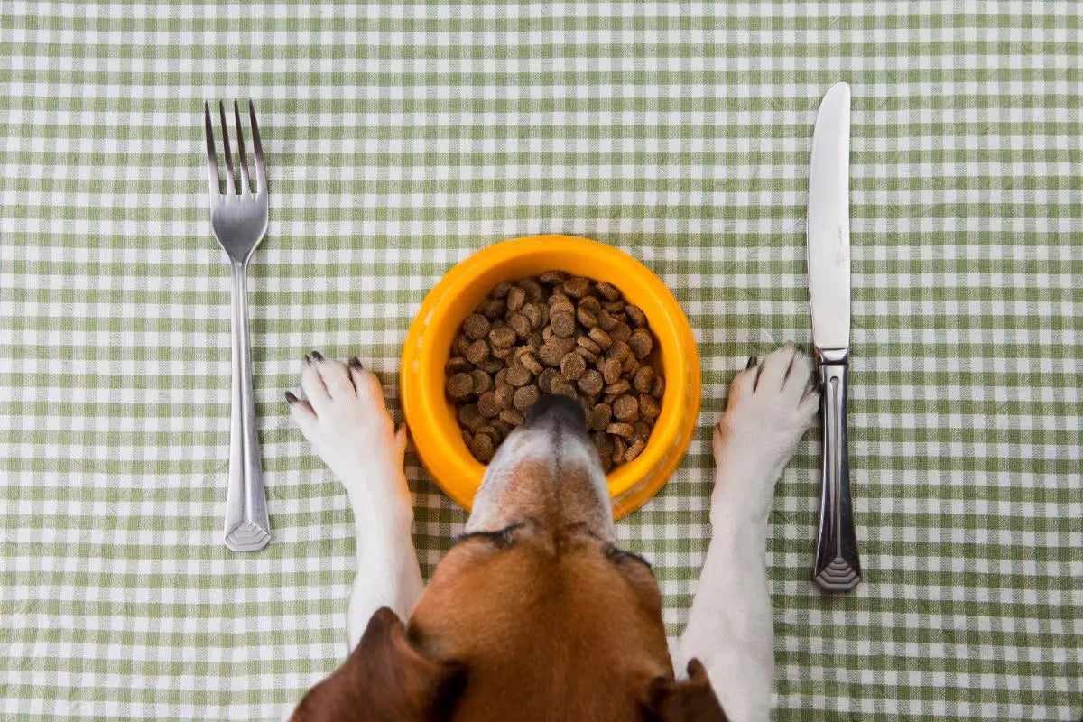 Pet Nutrition Food & Treats 