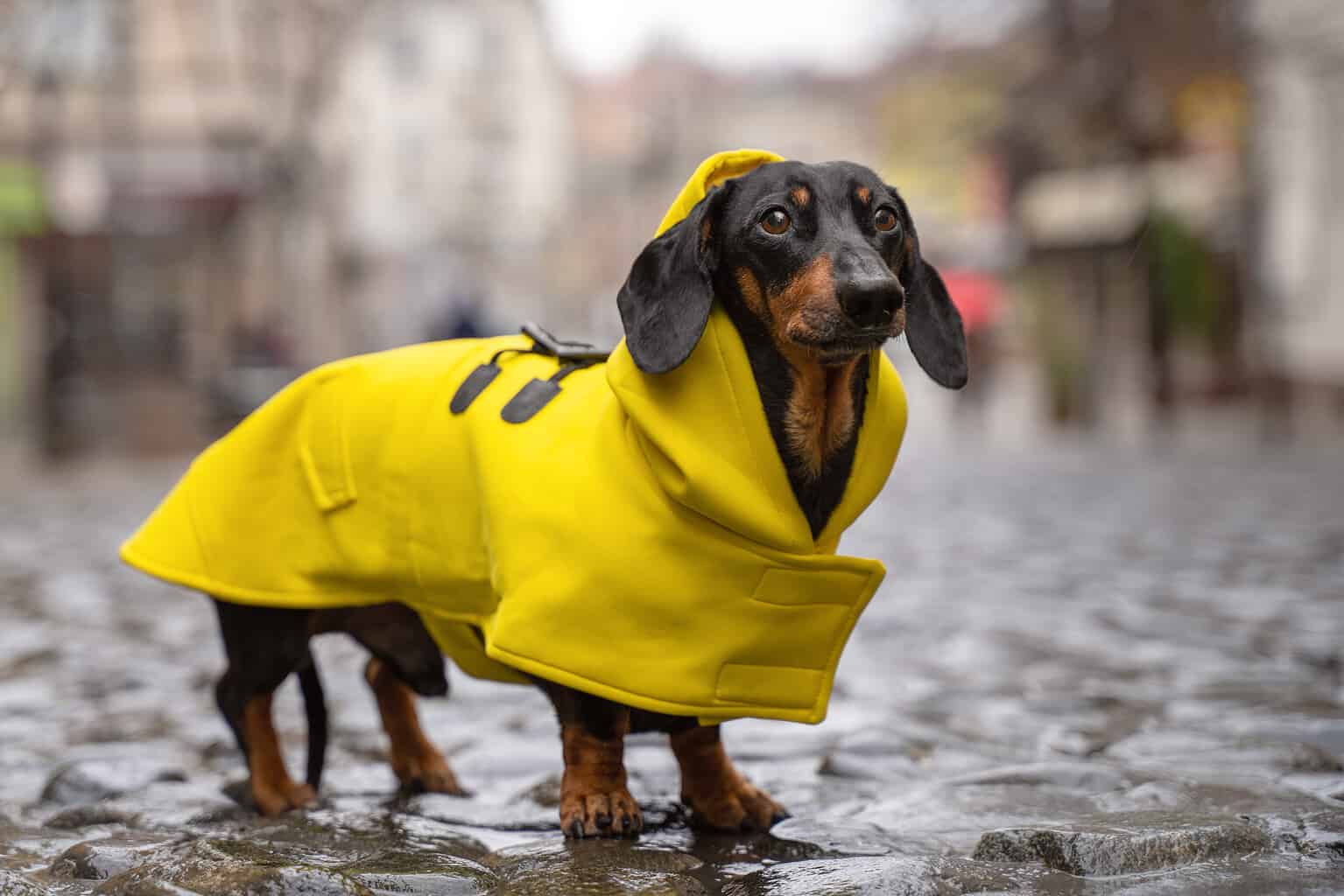 People enjoying coffee at an outdoor café while walking a dog wearing pet apparel