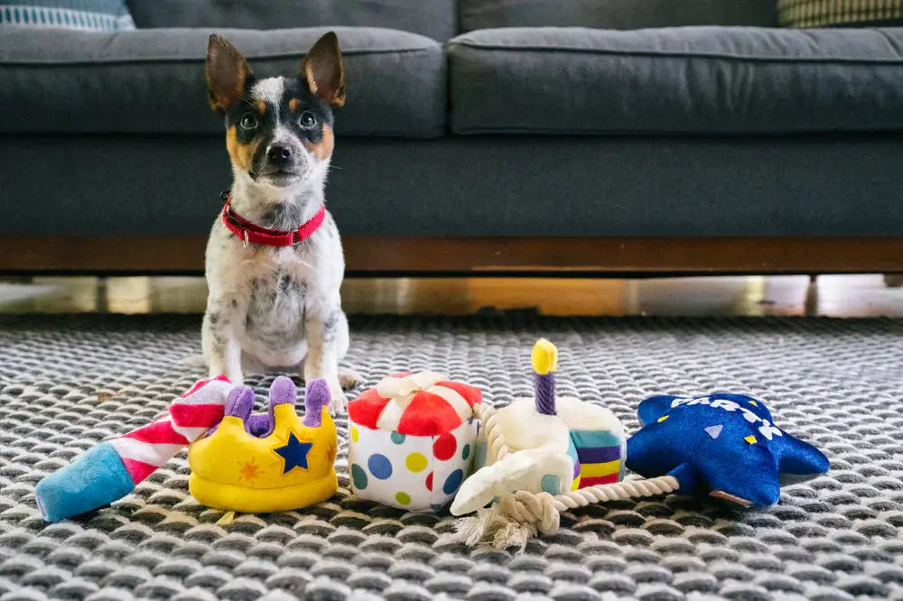 Cat and Dog are playing with Pet Toyss