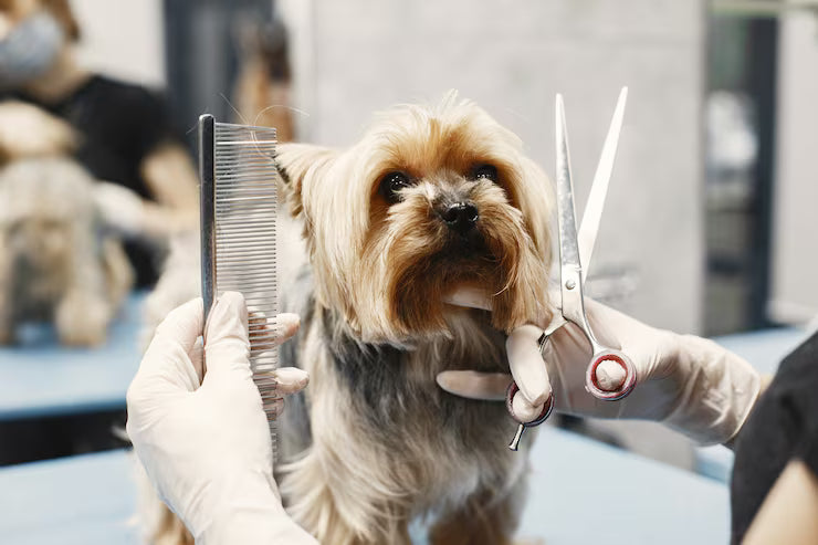 Grooming and hygiene products for pets with dog and cat beside pet care bottles