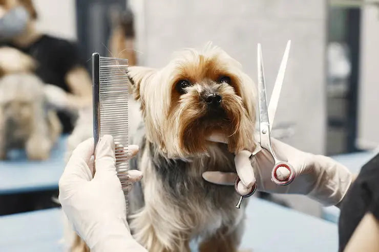 Grooming and hygiene products for pets with dog and cat beside pet care bottles