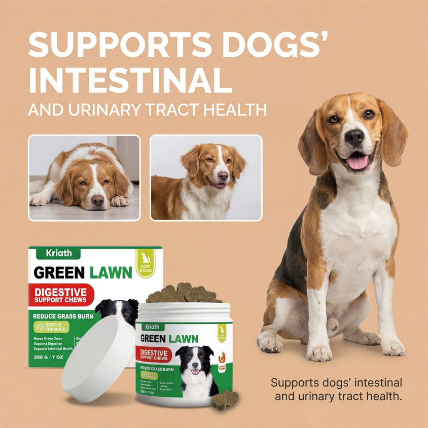 Natural Dog Digestive Support Probiotic Chews Chicken Flavored Supplement for Constipation Relief Puppy Stomach Care 200g - CatebyPets