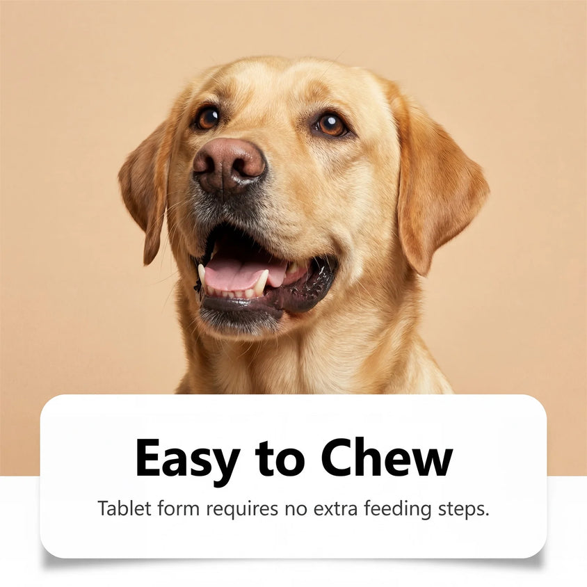 Natural Dog Digestive Support Probiotic Chews Chicken Flavored Supplement for Constipation Relief Puppy Stomach Care 200g - CatebyPets