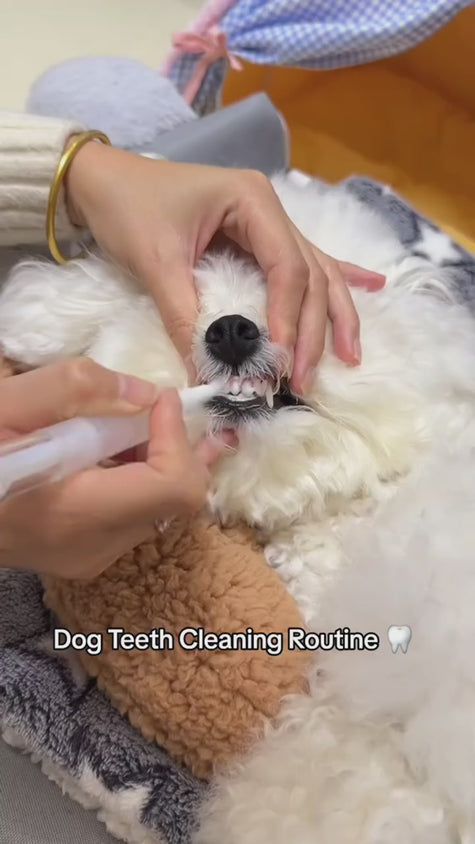 Dog Oral Cleaning Gel Tooth Stain Cleaner